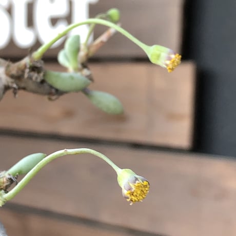 othonna clavifolia《M size》激希少※現地球発根済株※個体が激減し輸入厳しいぷっくり多肉質の葉を展開する冬型の人気者‼︎オススメ株※mad black pot植え