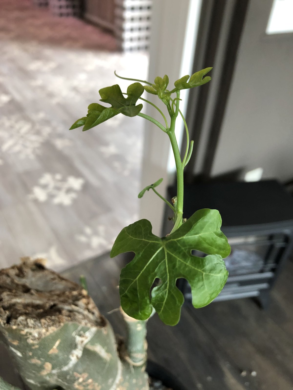 アデニア　ベネナータ アデニア ベネナータ | GREEN LUCK