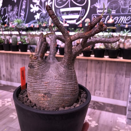 packypodium  gracilius《Ｌsize》※店主管理4年株‼︎※現地球発根済み株‼︎※タレ耳枝が可愛すぎるでっぷりbalance良きグラキ‼︎※mad black pot植え