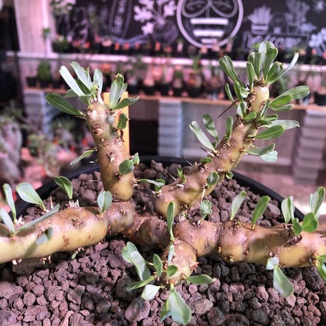 sarcocaulon patersonii《 L size》※今や希少且つ今後輸入厳しい南アフリカ物‼︎gapあるピンク花大輪を咲かす冬型人気者‼︎良枝振り樹形※浅鉢植え