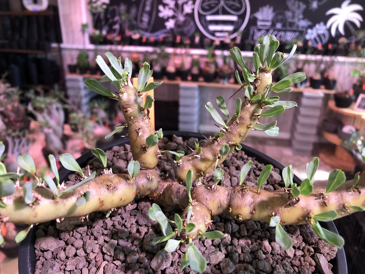 sarcocaulon patersonii《 L size》※今や希少且つ今後輸入厳しい sarcocaulon patersonii《 L size》※今や希少且つ今後輸入厳しい
