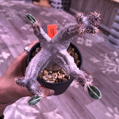 packypodium    cactipes《M size》発根済み株‼︎ 美株‼︎