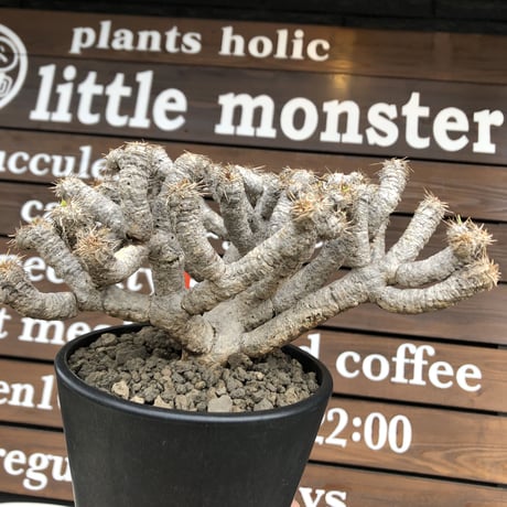 euphorbia  guillauminiana《LL size》※現地球発根済株※店主国内管理5年株※溶岩質土壌育ちの現地球株らしい表皮＆極低重心な枝振りヤバい一株※mad black pot植え