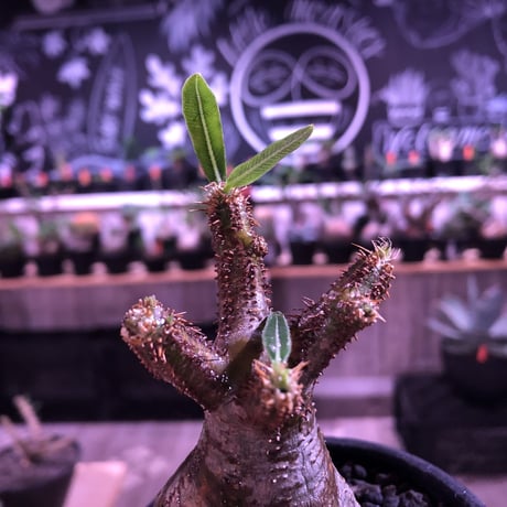 packypodium  gracilius《小さめM size》※現地球発根済株※店主国内管理2年株※短枝weight低くbalance良し‼︎迷彩柄な一株※mad black bowl pot植え