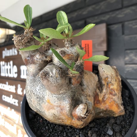 pachypodium brevicalyx《L size》※現地球発根後店主国内管理5年株※美術的interior性高きゴツゴツ肉々しい装いの低重心株※mad black pot植え