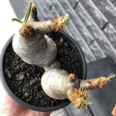 pachypodium gracilius《小さめM size》w-he'd株※現地球発根後店主国内管理4年株※丸みも強く愛くるしさ満点の良balance株※mad black pot植え