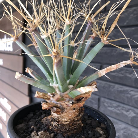 leuchtenbergia  principis 晃山《LL size》大株※現地球株発根済※極太幹を持ち年代物なため極めてワイルドな一株‼︎※mad black bowl pot植え
