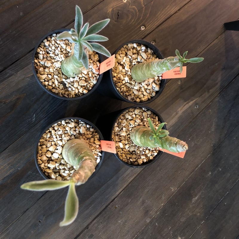 tylecodon paniculatus 阿房宮《S size》 | plants 極太 チレコドン