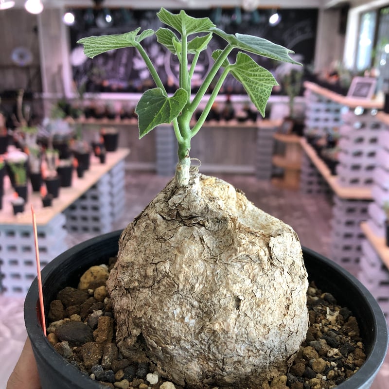 cyphostemma pachypus《L size》 | plants holic