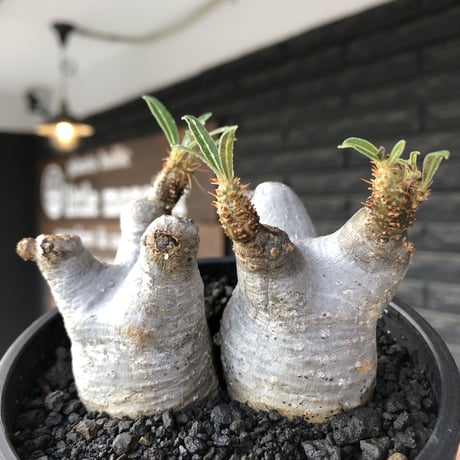 pachypodium gracilius《大きめS size》両 A面&w-he'd株※現地球発根後店主国内管理2年株※ぼってり愛くるしさ100%な一株※mad black bowl pot植え