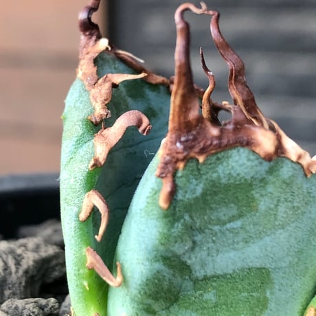 agave titanota  白鯨陽炎type《S size》※現地球株発根済 ⑤※唸り良き鋸歯に幅広肉厚タイプ※black pot植え