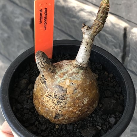 pachypodium gracilius《S size》希少‼︎yellow肌＆球体株※現地球発根後店主国内管理2年株※360度まん丸球体樹形の堪らなくかわいい一株※mad black pot植え