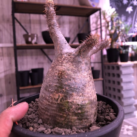 packypodium  gracilius 《M size》  現地球  発根済み株   mad black pot植え（限定①株）