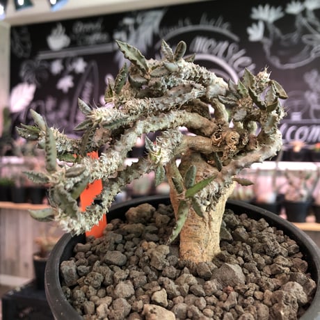 euphorbia tulearensis《大きめM size》※大きめの塊根を持つ希少性高きユーフォルビアの上、全体balanceも良き将来有望株‼︎※mad black pot植え