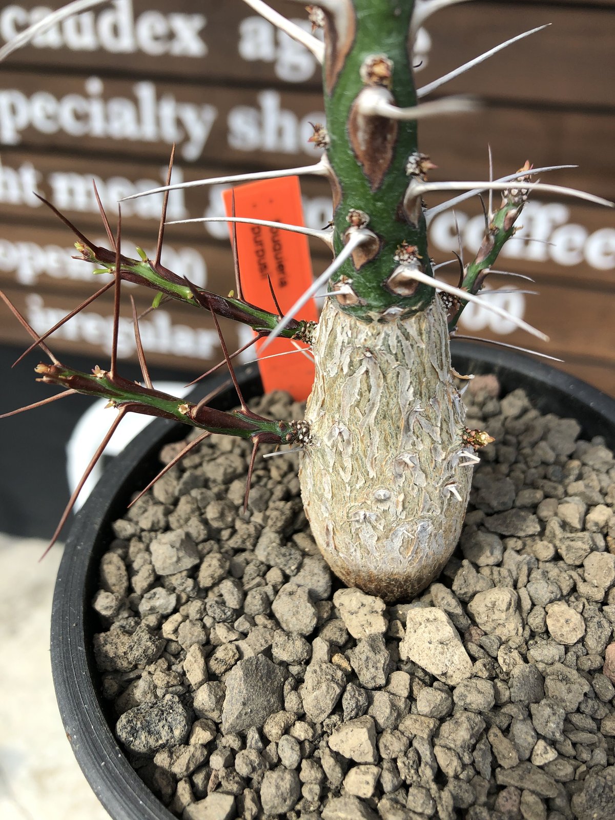fouquieria purpusii《L size》激希少大株‼︎※現地球発根済株 fouquieria purpusii《L size》激希少大株‼︎※現地球発根済株