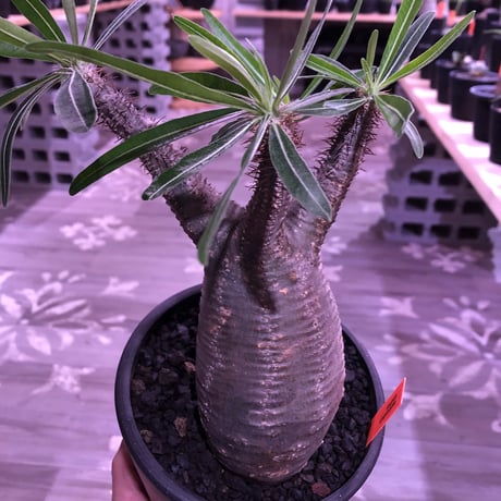 packypodium  gracilius《M size》※現地球株発根済み株‼︎  （限定1株）まだまだ葉を展開中のblack肌グラキ※mad black pot植え‼︎
