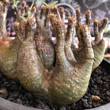premium pachypodium gracilius 7he'd株※現地球発根済株※店主国内管理3年株※群生株と称しても過言でない程エグく‼︎渾身の一株※mad black bowl pot植え