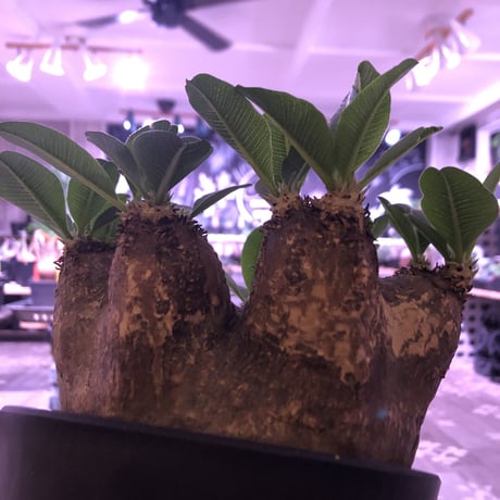 packypodium   roslatum var. eburneum（L size）※発根済み株‼︎ wildでblackな荒々しい装い‼︎※店主管理5年株‼︎※mad black pot植え