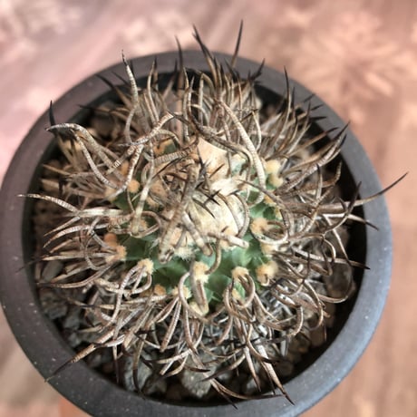 turbinicarpus  昇竜丸