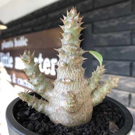 pachypodium windsorii《M size》※選抜littmon seed🌱※weight低き極ぼってり株元&枝振りも◎良樹形※mad black pot植え