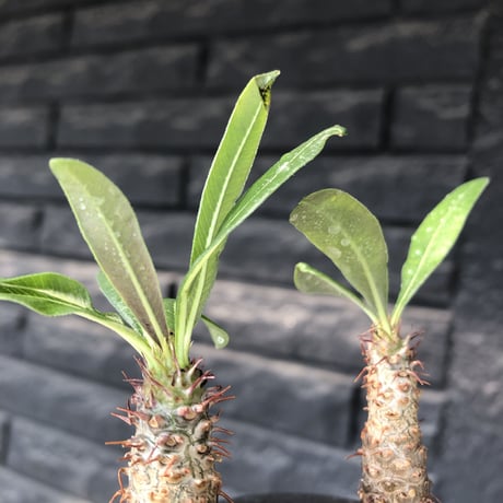 pachypodium gracilius《S size》赤肌&w-he'd株※現地球発根後店主国内管理2年株※まだまだ華奢ながらasymmetryな良樹形※mad black pot植え