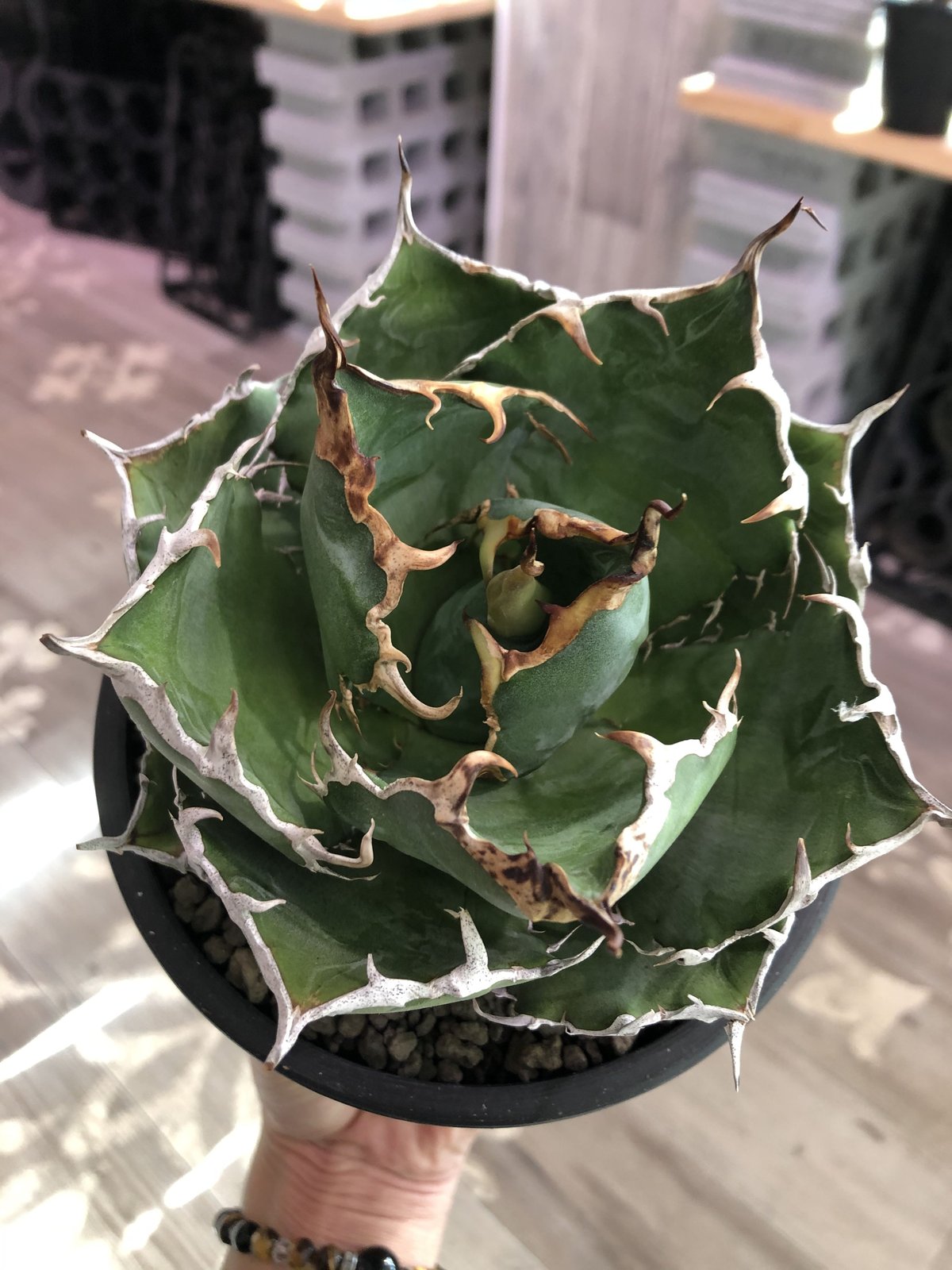 agave titanota 白鯨《M size》※最高の鋸歯に幅広肉厚葉（限定2株）※m...