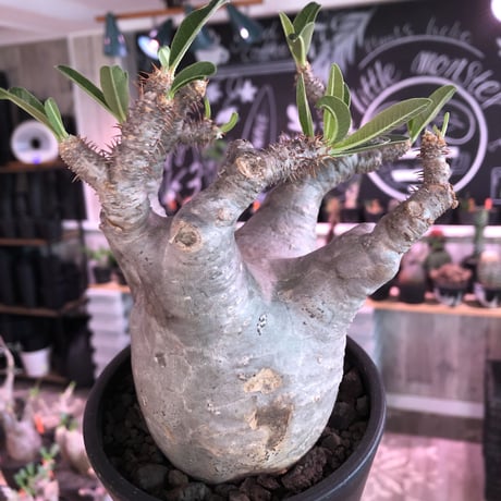 packypodium  gracilius《大きめM size》※現地球発根済株※店主国内管理4年株※枝数多くゴツゴツ感が堪らなくbalanceも大変良き激オススメ株※mad black pot植え