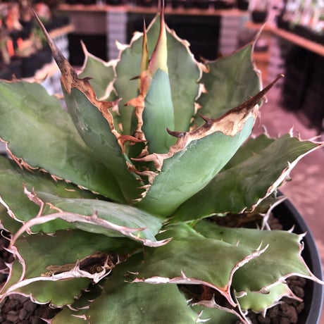 agave  titanota《M size》※発根済株※店主国内管理2年株※しっかりと引き締まったベストサイズのオススメ株‼︎※浅鉢植え