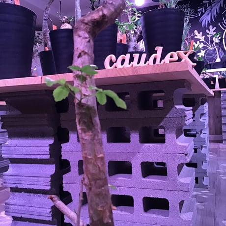 commiphora   humbertii《 L size》