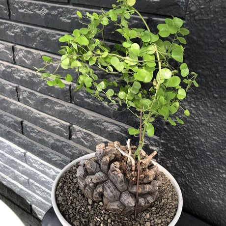 dioscorea elephantipes アフリカ亀甲竜《大きめL L size》大株※現地球発根後店主国内管理18年株※好きな方には堪らないwildすぎる出立ち※mad white 浅鉢植え