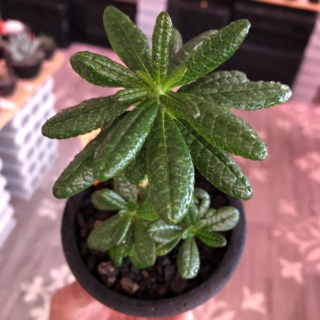 希少 dorstenia   gigas《小さめM size》littmon  seed🌱3年株※大変良き樹形balanceの将来有望ギガス‼︎※mad black pot植え