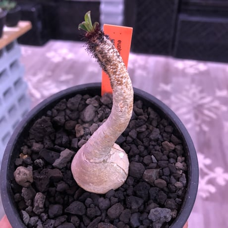 euphorbia ramena《M size》※大変綺麗な肌質に小さめながらぽっこり塊根な短枝ラメナ‼︎希少南アフリカ物※mad black bowl pot植え