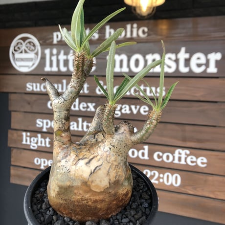 packypodium  gracilius《M size》※現地球発根済株※店主国内管理3年株※頭頂部全体が現地焼けの上、丁度良きサイズ感＆balance良樹形※mad black pot植え