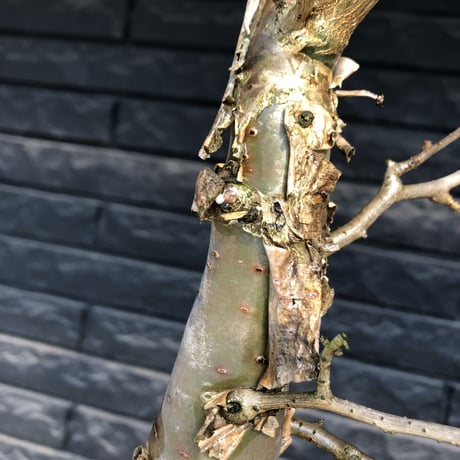 bursera fagaroides《 L L size》極太最高品質※現地球発根済株※店主国内管理6年株※厳つく極太唯一無二感強き渾身の一株※mad blown marble bowl pot植え