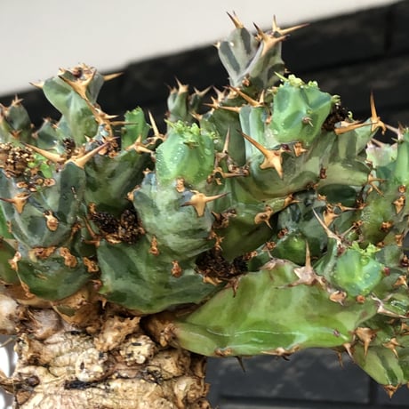 euphorbia tortirama（XL size）※現地球株発根済（店主所有株）※この上なき極太株&葉もスクリューし躍動感半端なき大株※mad brown marble bowl pot植え