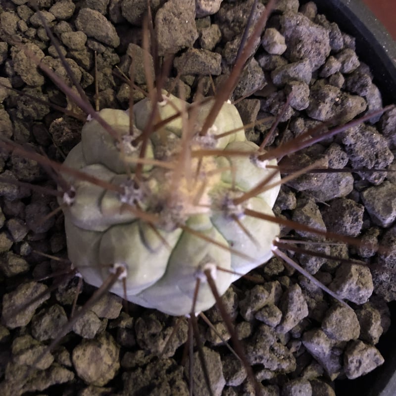 黑王丸Copiapoa cinerea強棘 VALIEMに植え込み 発根済み 来たか⁉︎ 黒