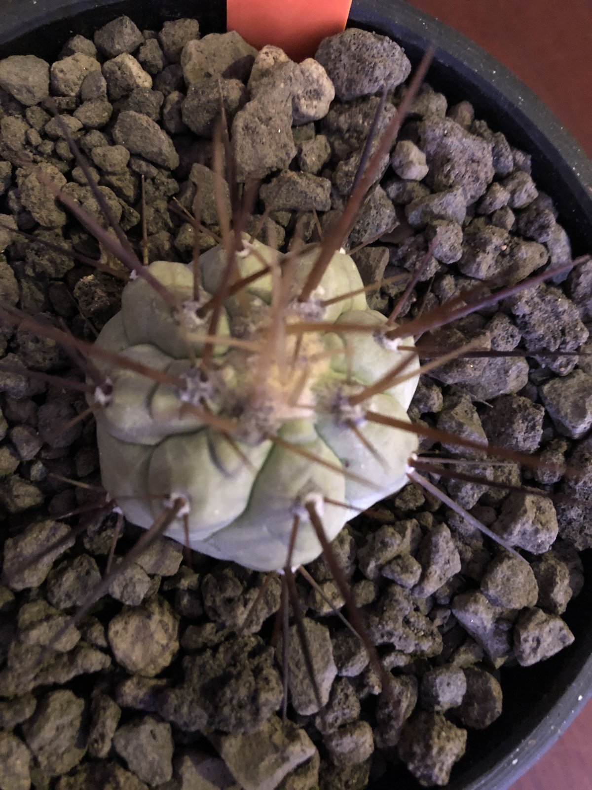 白肌　黒王丸　長刺　自根 copiapoa cinerea 長刺白棘黒王丸《小さめM size》希少‼︎※現地