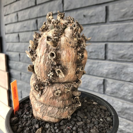 euphorbia   mlanjeana《M size》驚愕株‼️激希少‼︎‼️ ※mad black pot植え  ⚠️店舗用在庫ございます。お問い合わせ下さい。