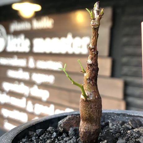 senna  meridionalis《 S size》littmon seed🌱※小振りながら大切に育てた堪らなキュートなセンナ※mad black pot植え