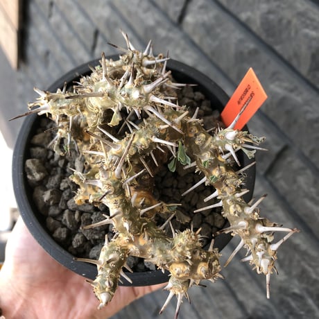 sarcocaulon crassicaule《M size》※現地球発根済株※発根後店主国内管理2年株※興奮するほど良枝振り‼︎強棘に縮れ葉＆白花のギャップ萌えな一株※mad black pot植え