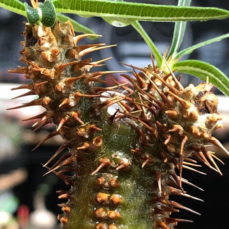 pachypodium gracilius《大きめS size》※現地球株発根済※チャームポイント的現地焼け＆極green肌を兼ね備えた良樹形株‼︎※black bowl pot植え
