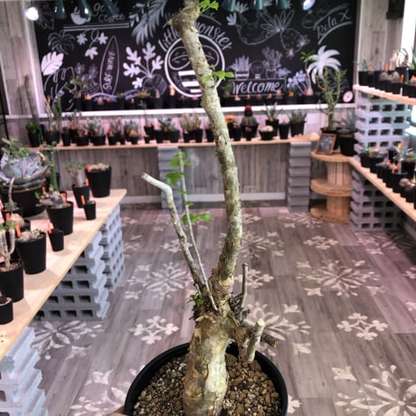 commiphora   humbertii《 L size》