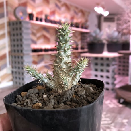 packypodium   gracilius《実生株》