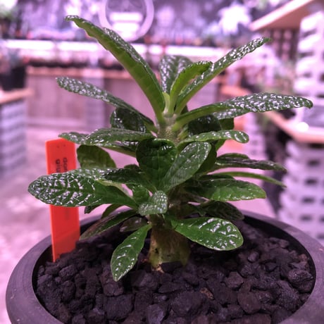 希少 dorstenia   gigas《S size》littmon  seed🌱　良い枝ぶりの将来有望ギガス‼︎※mad black pot植え！リクエスト追加補填２株