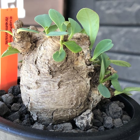 イトレメンシス | STORES