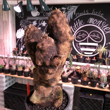 xerophyta  trichophylla《L size》※現地球発根済株※驚愕強靭株※極太枝を持つbigキセロ‼︎※mad black pot植え