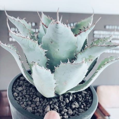 agave    guadala jarana  trelease   《M size》