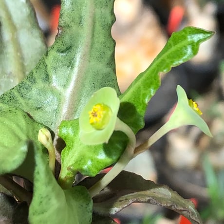 euphorbia francoisii《大きめS size》※現地球株発根済※稀なほど美しい白さと愛らし過ぎるまん丸ボディーが堪らない‼︎花付きも良き一株※black bowl pot植え
