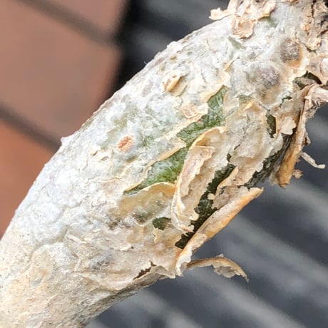 sesamothamnus rivae《大きめS size》※現地球株発根済※小振り現地球株は逆に珍しく白く美しくも味深き表皮のメクれが堪らない一株※black pot植え