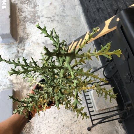 euphorbia     stenoclada《L L  size》